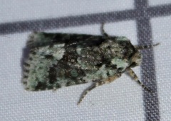 Lacinipolia explicata