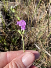 Physostegia purpurea