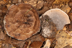 Phellodon mississippiensis