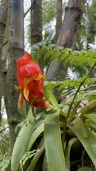 Guzmania berteroniana