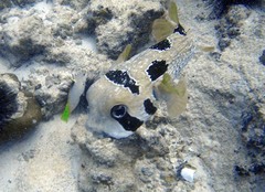 Diodon liturosus