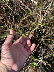 Physostegia purpurea