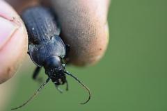 Carabus lusitanicus