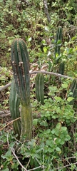 Euphorbia polygona