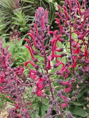 Lobelia tupa