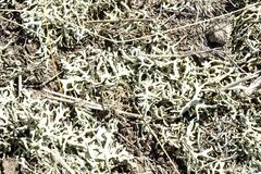 Xanthoparmelia camtschadalis