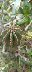 Euphorbia polygona