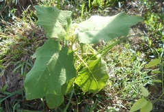 Solanum pseudolulo