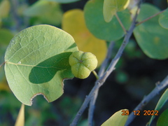 Styrax officinalis