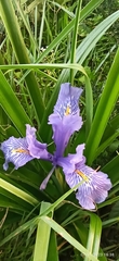 Iris planifolia