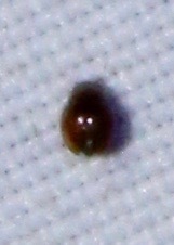 Sticholotidinae