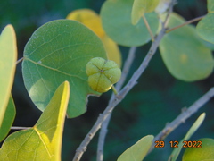 Styrax officinalis