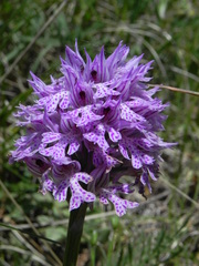 Neotinea tridentata