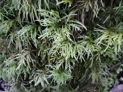 Thamnobryum alopecurum