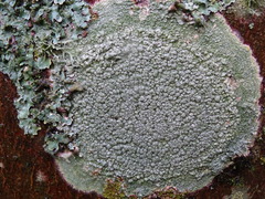 Pertusaria pertusa