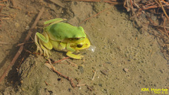 Hyla suweonensis