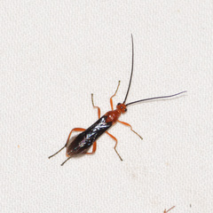 Aleiodes politiceps