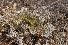 Limonium braunii