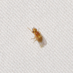 Chyromyidae