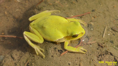 Hyla suweonensis