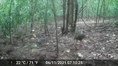 Himantornis haematopus