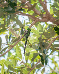 Coryphaeschna ingens