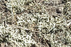 Xanthoparmelia camtschadalis