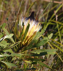 Protea longifolia