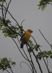 Pheucticus chrysogaster