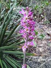 Francoa appendiculata