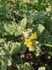 Heliotropium arbainense