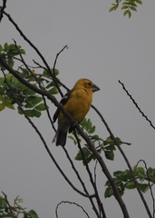Pheucticus chrysogaster