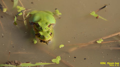 Hyla suweonensis