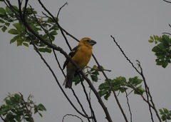 Pheucticus chrysogaster