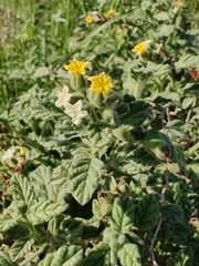 Heliotropium arbainense