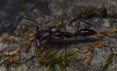 Odontomachus rixosus
