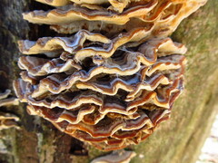 Antrodiella