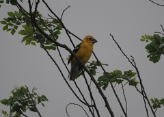Pheucticus chrysogaster