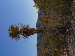 Yucca carnerosana