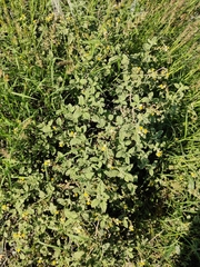 Heliotropium arbainense