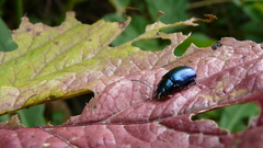 Oreina speciosa