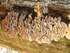Antrodiella