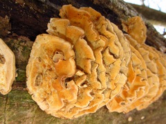 Antrodiella