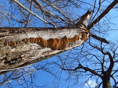 Antrodiella
