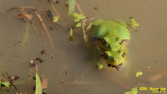 Hyla suweonensis