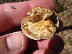 Antrodiella