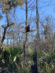 Anhinga anhinga leucogaster