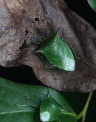 Sabaeus humeralis