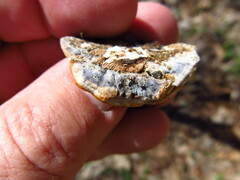 Antrodiella