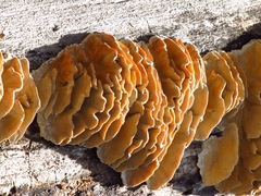 Antrodiella